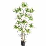 עץ דרצנה 180 ס"מ