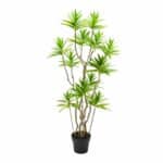 עץ דרצנה 140 ס"מ