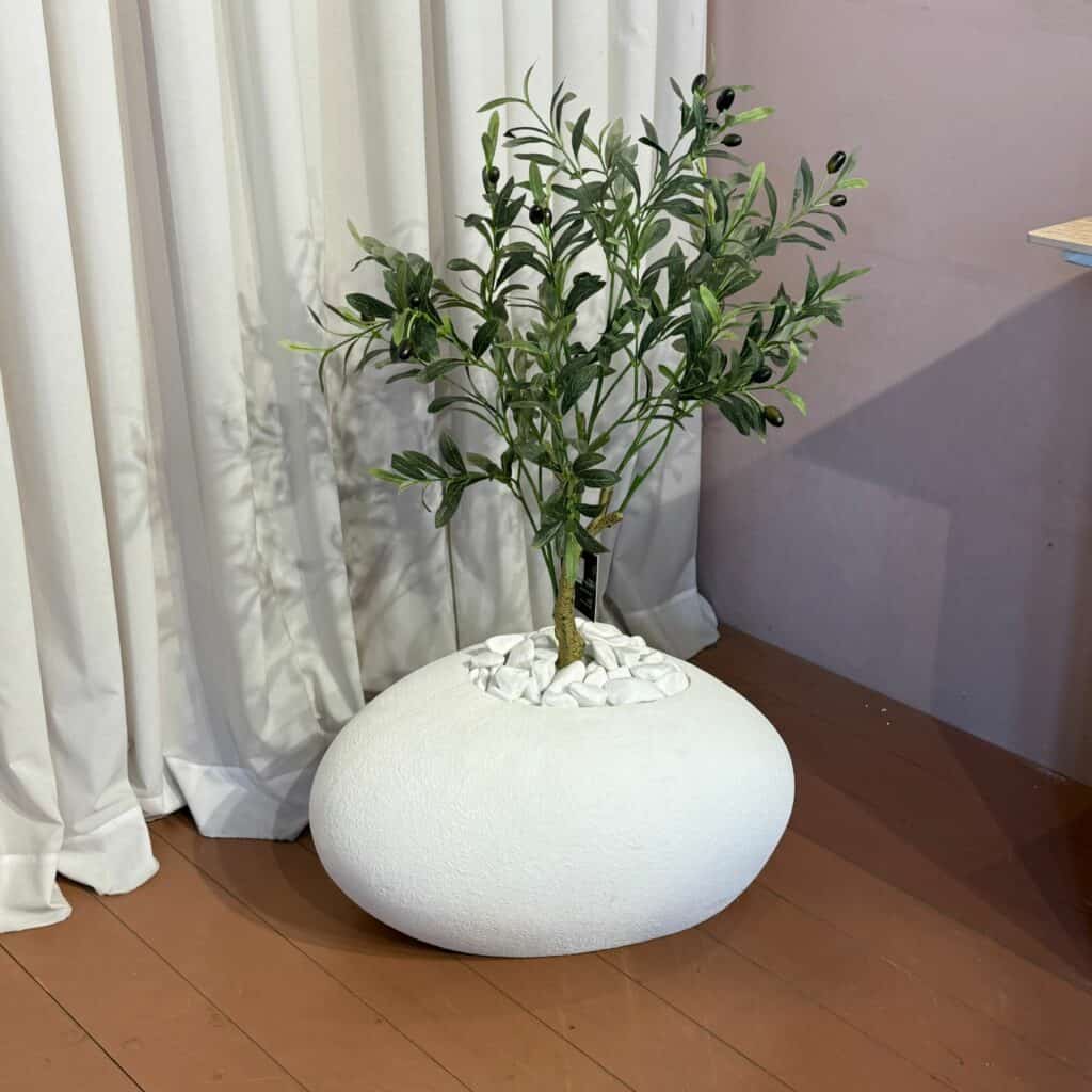 עץ זית בשילוב בית עציץ ביצה S