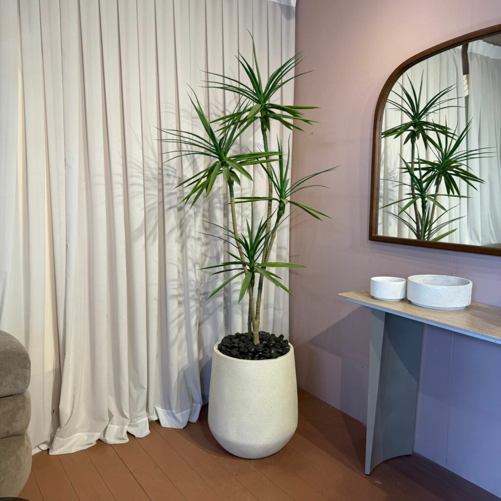 צמח דרקנאה בשילוב כד בז מחוספס