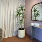 צמח דרקנאה בשילוב כד בז מחוספס