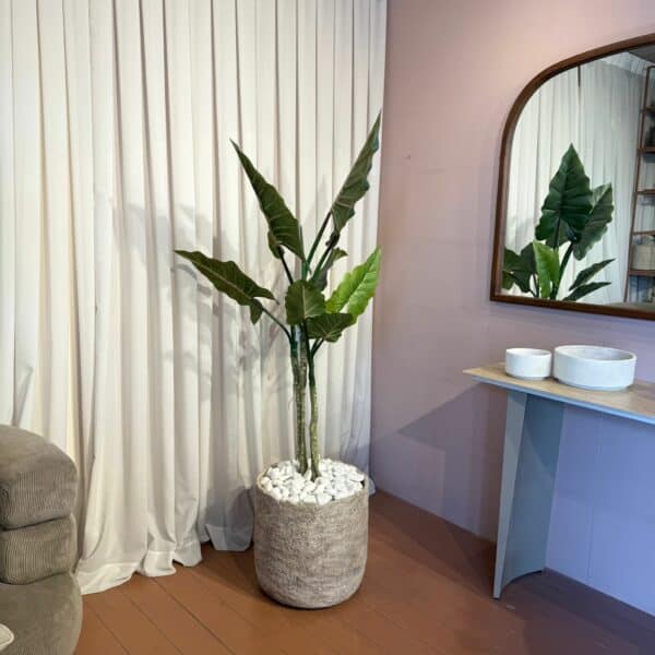 צמח ירוק בשילוב כד אבן אמיתי