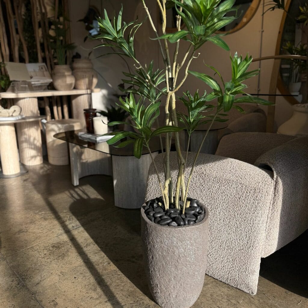 עץ זית בשילוב כד אבן חום