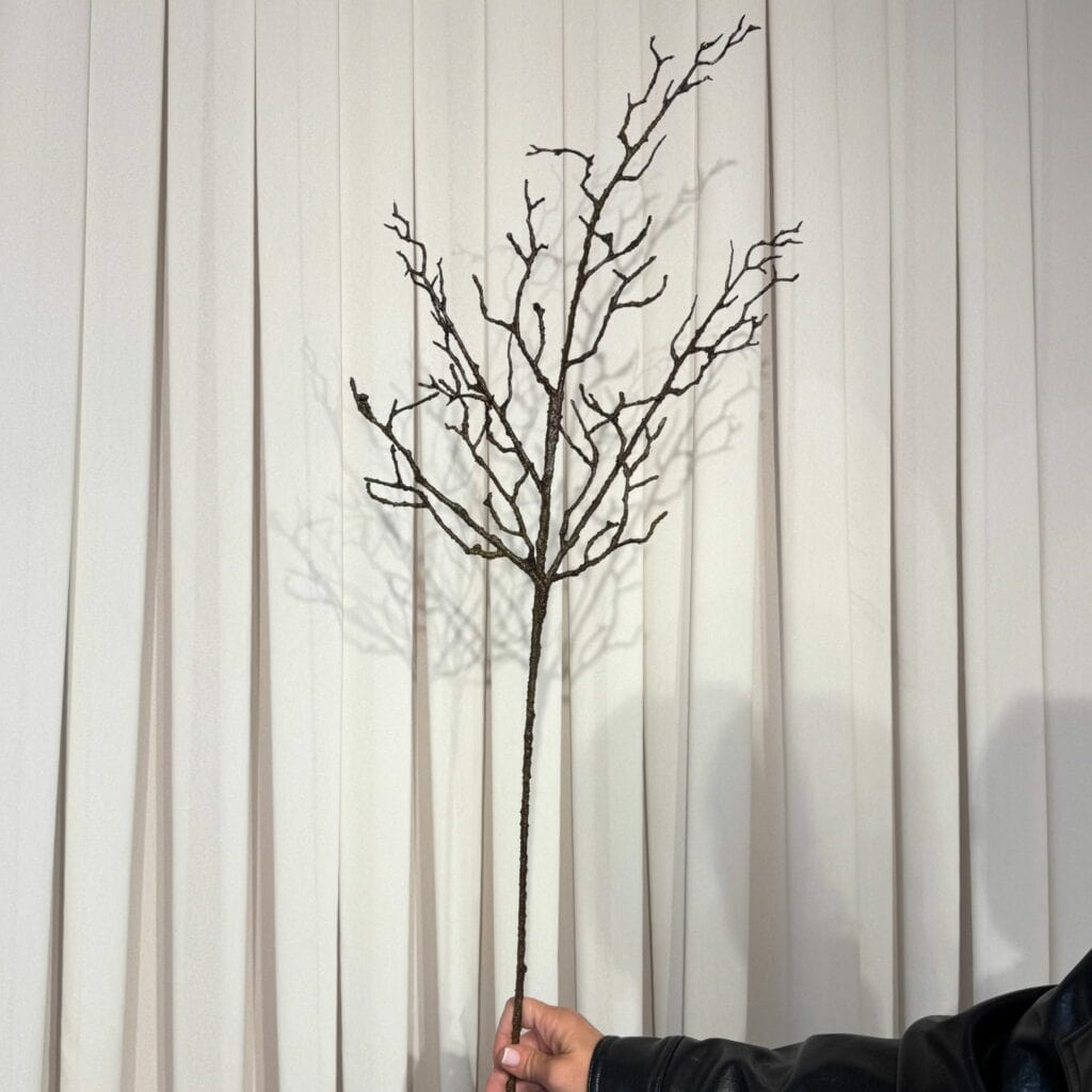 ענף גזע חום