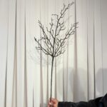 ענף גזע חום