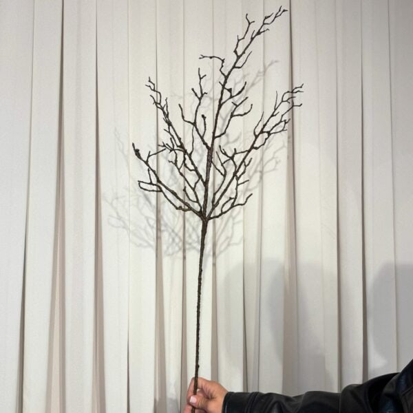 ענף גזע חום