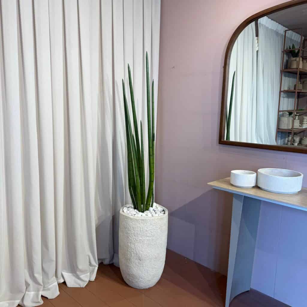 צמח סנסווירה בשילוב כד רוק M