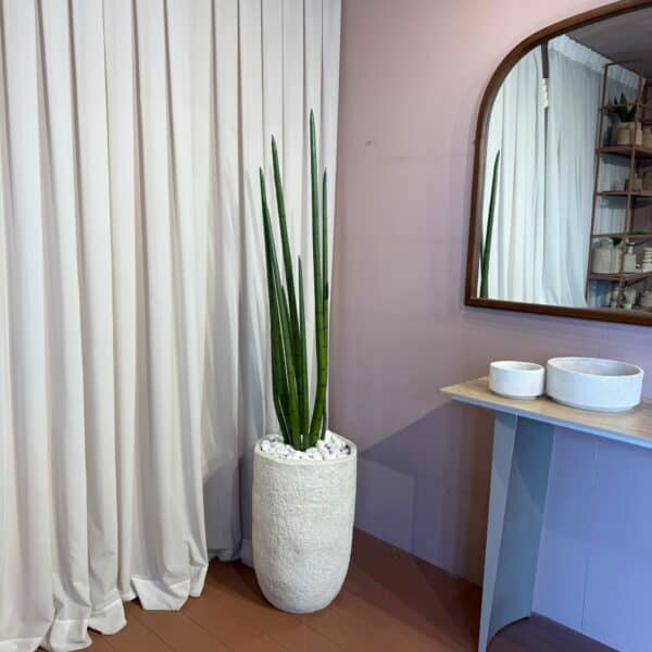 צמח סנסווירה בשילוב כד רוק M