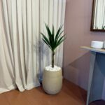 צמח אגבה בשילוב בית עציץ רוק בז S