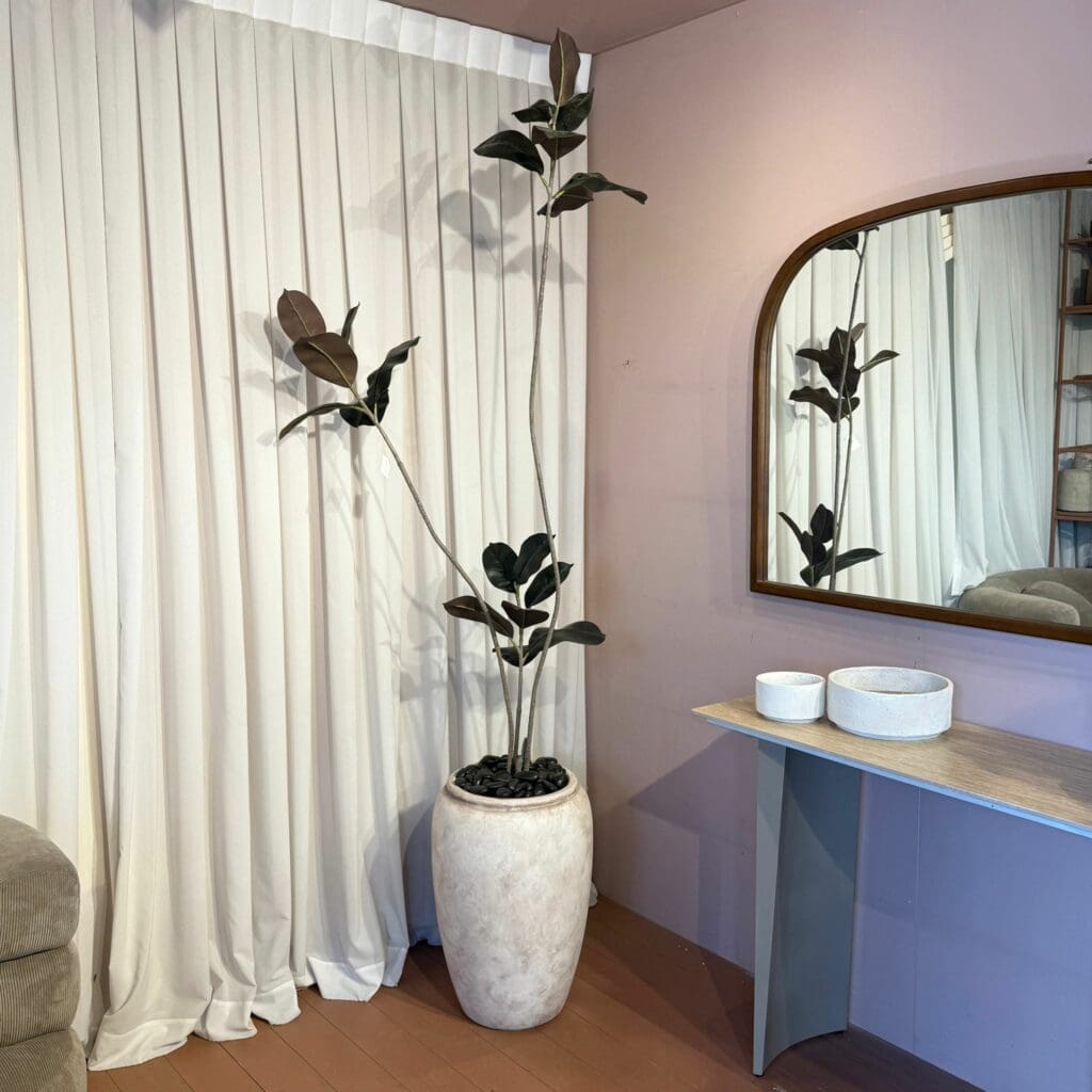 פיקוס בורדו בשילוב כד חרס ווש